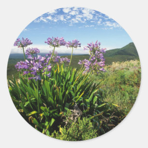 Afrikanische Lilie (Agapanthus praecox), Mossel Ba Runder Aufkleber