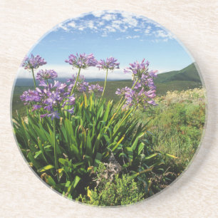 Afrikanische Lilie (Agapanthus praecox), Mossel Ba Sandstein Untersetzer