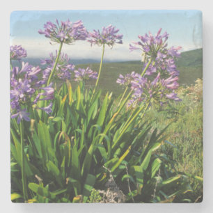 Afrikanische Lilie (Agapanthus praecox), Mossel Ba Steinuntersetzer