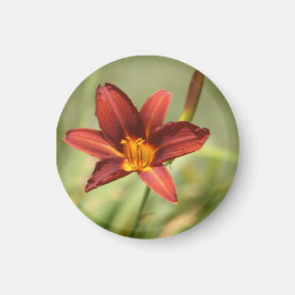 Afrikanische Lily Magnet