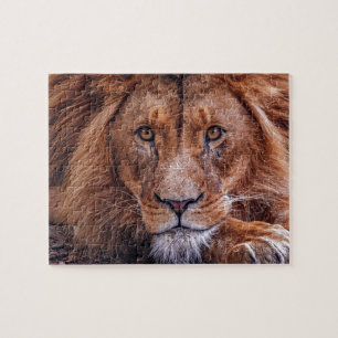 Afrikanische Lion