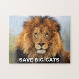 afrikanische Lion 1