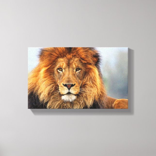 afrikanische Lion 1 Leinwanddruck (Vorderseite)