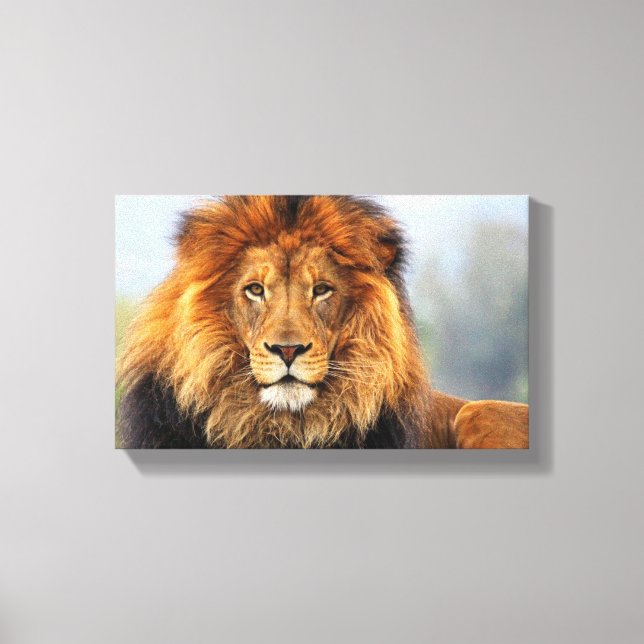 afrikanische Lion 1 Leinwanddruck (Vorderseite)