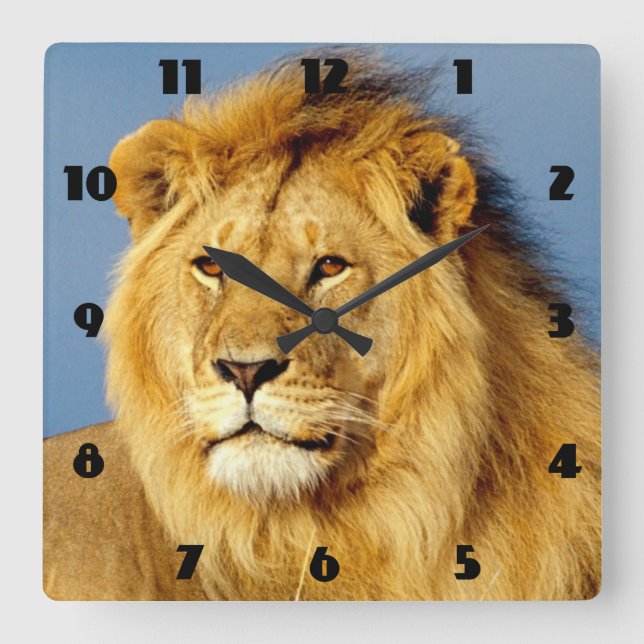 afrikanische Lion 2 Quadratische Wanduhr (Vorderseite)