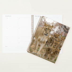 Afrikanische Lion Cubs mit Mutter Planer