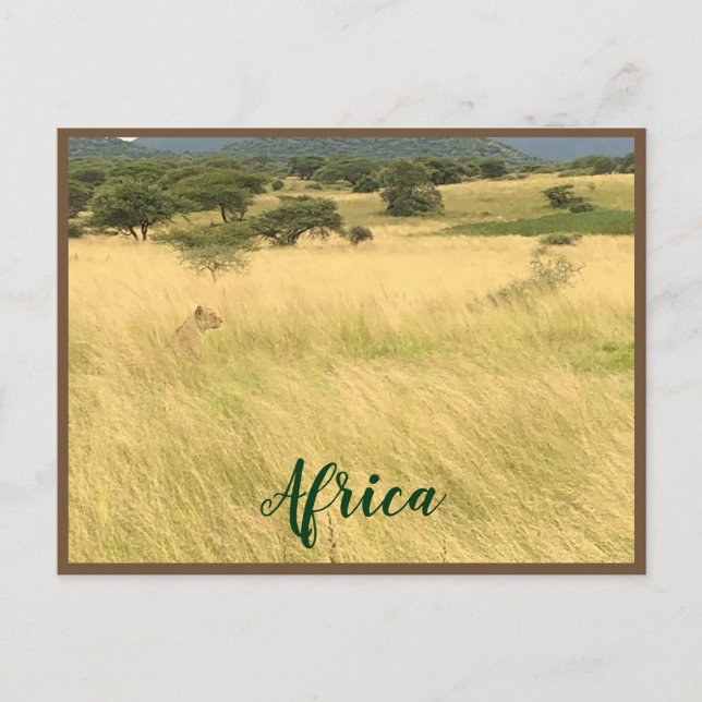 Afrikanische Lion in Kenia Postkarte (Vorderseite)