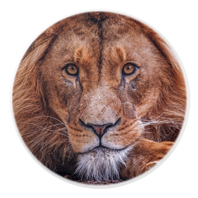 Afrikanische Lion Keramikknauf (Vorderseite)