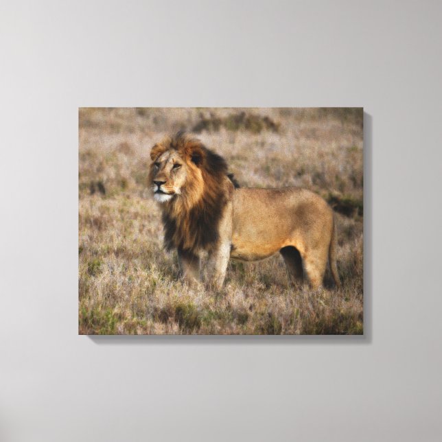Afrikanische Lion Leinwanddruck (Vorderseite)