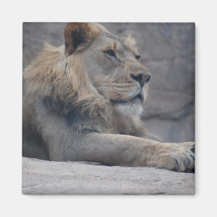 Afrikanische Lion Magnet