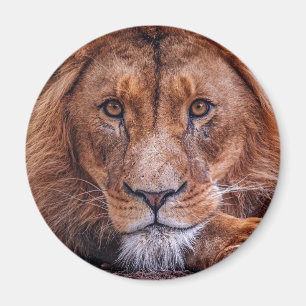 Afrikanische Lion Magnet