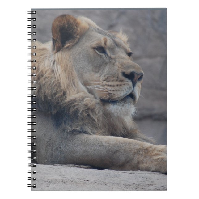 Afrikanische Lion Notizblock (Vorderseite)