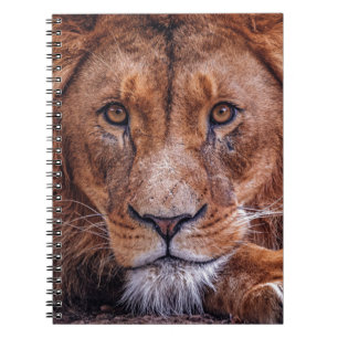 Afrikanische Lion Notizblock