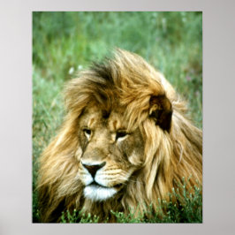 Afrikanische Lion Poster