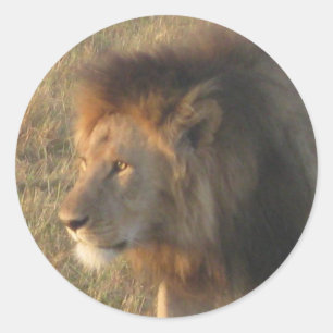 Afrikanische Lion Runder Aufkleber