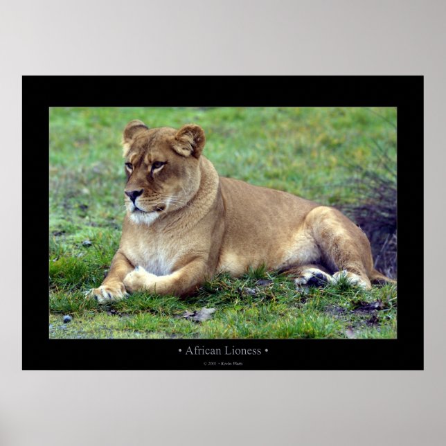Afrikanische Lioness Poster (Vorne)