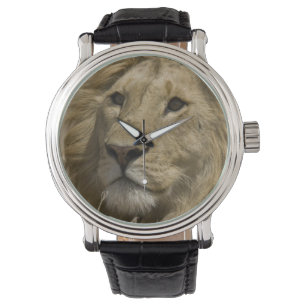Afrikanische Löwe, Panthera leo, Portrait eines Armbanduhr
