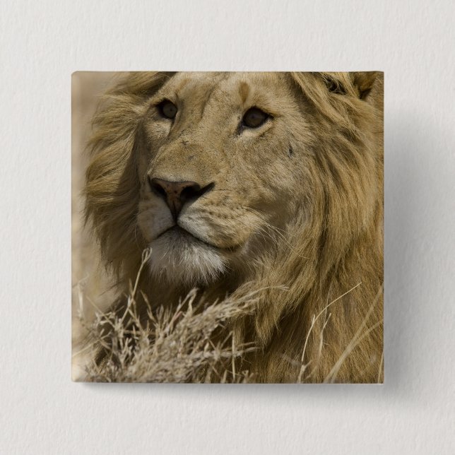 Afrikanische Löwe, Panthera leo, Portrait eines Button (Vorderseite)