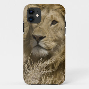 Afrikanische Löwe, Panthera leo, Portrait eines title_seo2