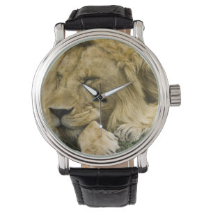 Afrikanische Löwe, Panthera leo, schlafend Armbanduhr
