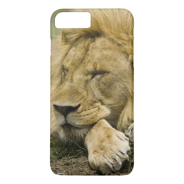 Afrikanische Löwe, Panthera leo, schlafend Case-Mate iPhone Hülle (Rückseite)