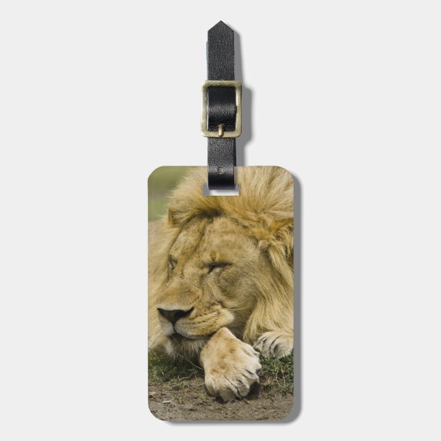 Afrikanische Löwe, Panthera leo, schlafend Gepäckanhänger (Vorderseite vertikal)