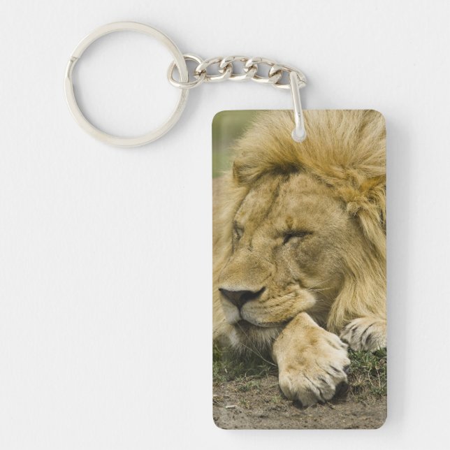 Afrikanische Löwe, Panthera leo, schlafend Schlüsselanhänger (Vorderseite)