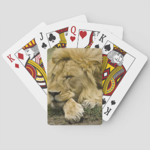 Afrikanische Löwe, Panthera leo, schlafend Spielkarten