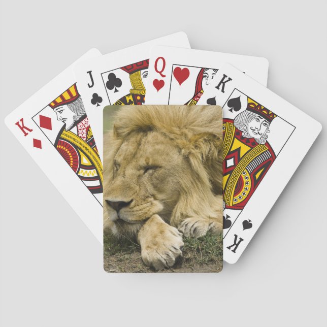 Afrikanische Löwe, Panthera leo, schlafend Spielkarten (Rückseite)