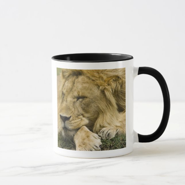 Afrikanische Löwe, Panthera leo, schlafend Tasse (Rechts)