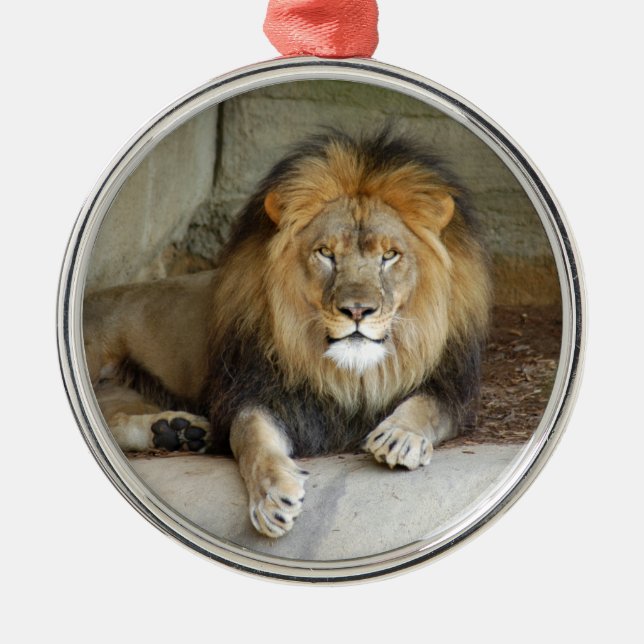 Afrikanische Löwe-Weihnachtsverzierung Silbernes Ornament (Vorne)