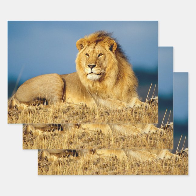 Afrikanische Löwen-2-Papierblätter Geschenkpapier Set (Set)