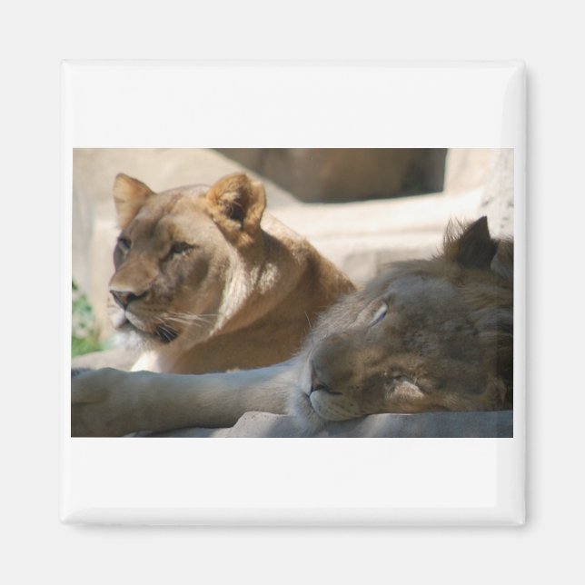 Afrikanische Löwen Magnet (Vorne)