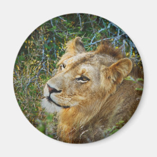 Afrikanische männliche Löwe-Kühlschrankmagnete Magnet