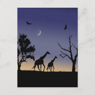 Afrikanische Morgendämmerung - Giraffen Postkarte