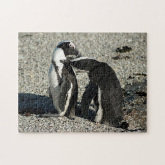 Afrikanische Pinguine, die sich pflegen
