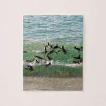 Afrikanische Pinguine schwimmen am Strand