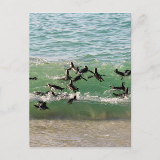 Afrikanische Pinguine schwimmen am Strand Postkarte