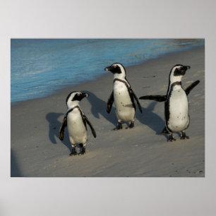 Afrikanische Pinguine Spheniscus Demersus Poster