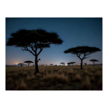 Afrikanische Savanne Akazienbäume Sterne Nachtland