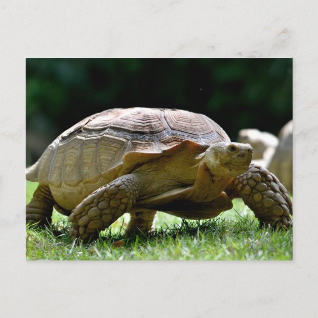 Afrikanische Schildkröte auf Gras Postkarte (Vorderseite)