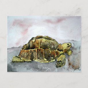 Afrikanische Schildkrötenkarten Postkarten Postkar