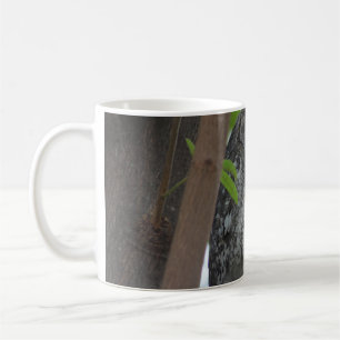 Afrikanische Scops-Eule schläft in einem Baum Kaffeetasse
