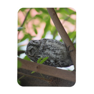 Afrikanische Scops-Eule schläft in einem Baum Magnet