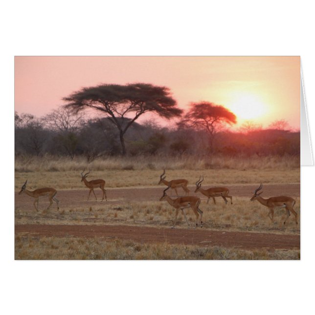 Afrikanische Sonnenuntergang-Karte (Vorderseite (Horizontal))
