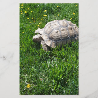 Afrikanische sulcata Schildkröte Briefpapier