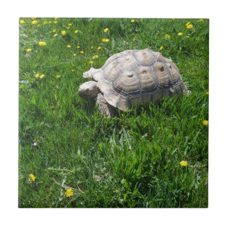 Afrikanische sulcata Schildkröte Fliese