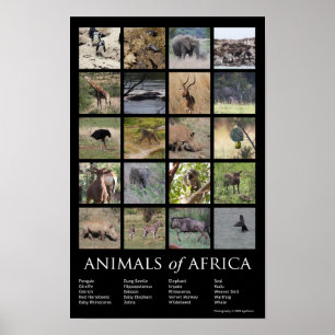 Afrikanische Tiere Poster