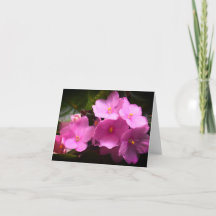 Afrikanische Veilchen Saintpaulia Blumen in Rosa