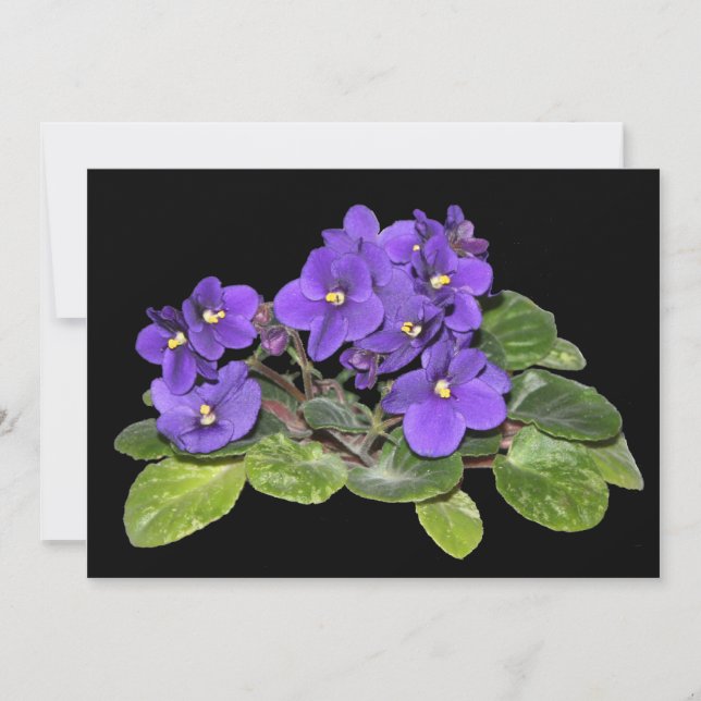 Afrikanische Violet (Vorderseite)